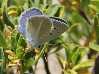 Glek okgzls (Polyommatus cilicius)