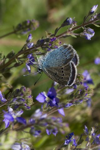 okgzl Rus Mavisi (Polyommatus coelestina)