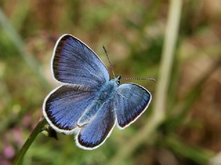 okgzl Rus Mavisi (Polyommatus coelestina)