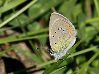 okgzl Rus Mavisi (Polyommatus coelestina)