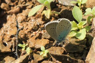 okgzl Rus Mavisi (Polyommatus coelestina)