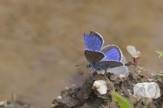 okgzl Rus Mavisi (Polyommatus coelestina)