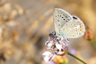 okgzl Kk Turan Mavisi (Polyommatus cornelius)