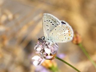 okgzl Kk Turan Mavisi (Polyommatus cornelius)