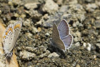 okgzl Kk Turan Mavisi (Polyommatus cornelius)