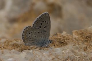 okgzl Kk Turan Mavisi (Polyommatus cornelius)