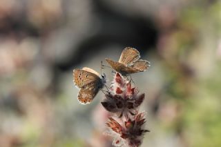 okgzl Anadolu Mavisi (Aricia crassipunctus)