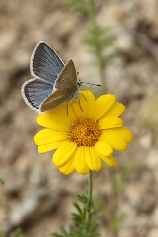 okgzl Damon Mavisi (Polyommatus damon)