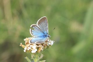 okgzl Damon Mavisi (Polyommatus damon)