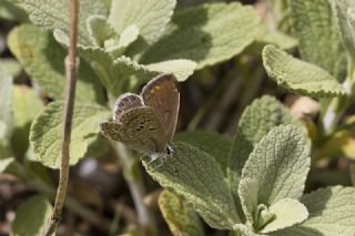 okgzl Kafkasya Erosu (Polyommatus erotulus)