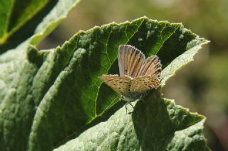 okgzl Eros (Polyommatus eros)