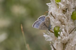 okgzl Kafkasya Erosu (Polyommatus erotulus)