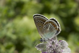 okgzl Geranium Mavisi (Aricia eumedon)