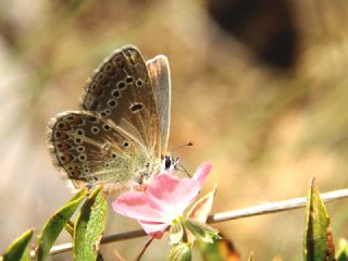 okgzl Geranium Mavisi (Aricia eumedon)