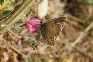 okgzl Geranium Mavisi (Polyommatus eumedon)