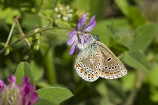 okgzl Geranium Mavisi (Aricia eumedon)