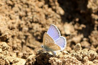 okgzl Eros (Polyommatus eros)