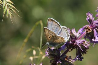 okgzl Eros (Polyommatus eros)