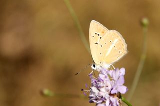 Anadolu Gzel Mavisi, Taskent Blue (Polyommatus guezelmavi)