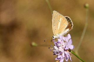 Anadolu Gzel Mavisi, Taskent Blue (Polyommatus guezelmavi)