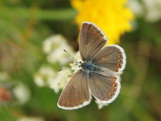 Anadolu �okg�zl�s�&nbsp;(Polyommatus&nbsp;hyacinthus)