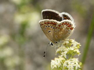Anadolu �okg�zl�s�&nbsp;(Polyommatus&nbsp;hyacinthus)