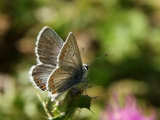 Anadolu okgzls (Polyommatus hyacinthus)