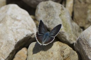 Anadolu okgzls (Polyommatus hyacinthus)