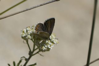 Anadolu okgzls (Polyommatus hyacinthus)