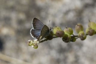 Anadolu okgzls (Polyommatus hyacinthus)