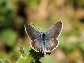 Anadolu okgzls (Polyommatus hyacinthus)