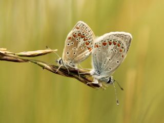 Anadolu �okg�zl�s�&nbsp;(Polyommatus&nbsp;hyacinthus)