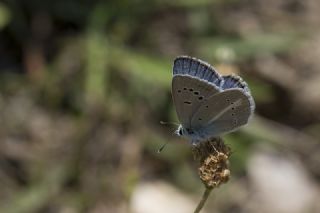 okgzl figenya (Polyommatus iphigenia)