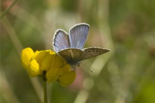 okgzl figenya (Polyommatus iphigenia)