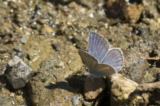 okgzl figenya (Polyommatus iphigenia)