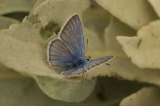 okgzl figenya (Polyommatus iphigenia)