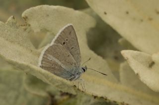 okgzl figenya (Polyommatus iphigenia)