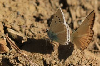 okgzl Van Esmeri (Polyommatus kurdistanicus)