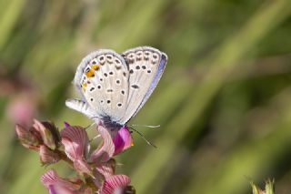 okgzl Gm Mavi (Albulina loewii)