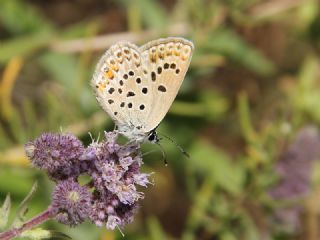 �okg�zl� G�m�� Mavi&nbsp;(Albulina&nbsp;loewii)