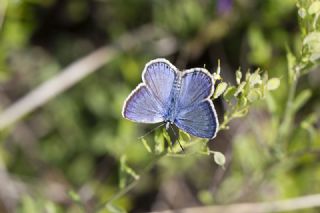 okgzl Gm Mavi (Albulina loewii)