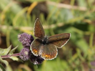 �okg�zl� G�m�� Mavi&nbsp;(Albulina&nbsp;loewii)