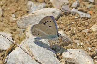 okgzl Selam Mavisi (Polyommatus merhaba)