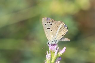 okgzl Selam Mavisi (Polyommatus merhaba)