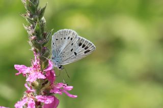 okgzl Selam Mavisi (Polyommatus merhaba)