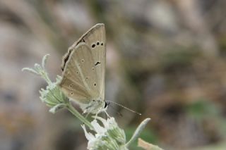 okgzl Amasya Esmeri (Polyommatus mithridates)