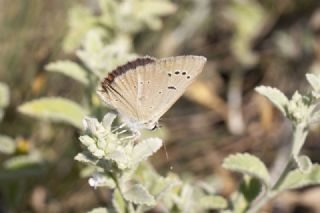 okgzl Amasya Esmeri (Polyommatus mithridates)