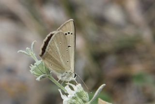 okgzl Amasya Esmeri (Polyommatus mithridates)