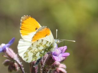 Turuncu Ssl (Anthocharis cardamines)