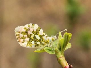 Turuncu S�sl�&nbsp;(Anthocharis&nbsp;cardamines)
